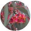 Baume Eucalyptus